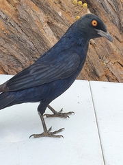 Onychognathus nabouroup