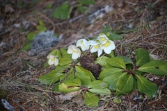Helleborus niger