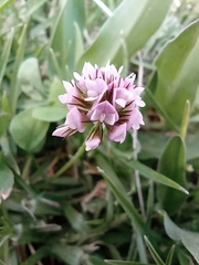 Trifolium amabile