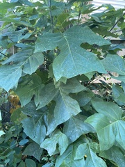 Liriodendron tulipifera
