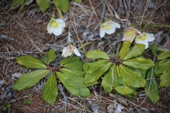 Helleborus niger