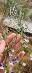 Psoralea