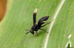 Parachartergus apicalis