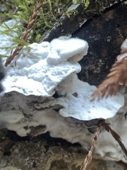 Gloeoporus dichrous