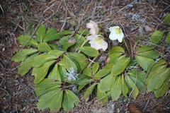 Helleborus niger