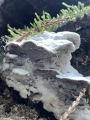 Gloeoporus dichrous