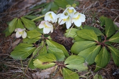Helleborus niger