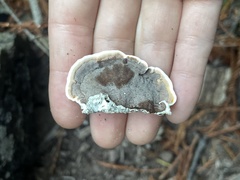 Gloeoporus dichrous