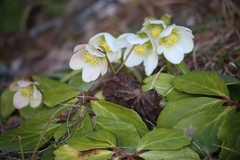 Helleborus niger