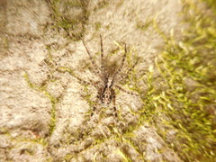 Acantholycosa lignaria