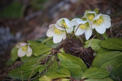 Helleborus niger