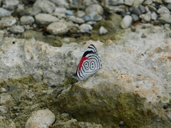 Diaethria anna
