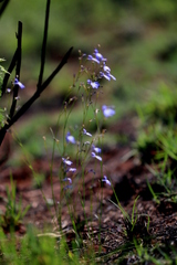 Lobelia erinus