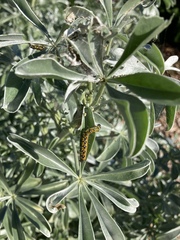Uresiphita