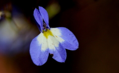 Lobelia erinus