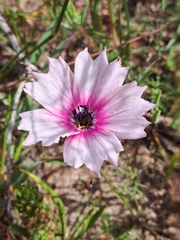 Monsonia speciosa