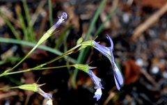 Lobelia erinus