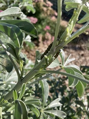 Uresiphita