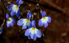 Lobelia erinus