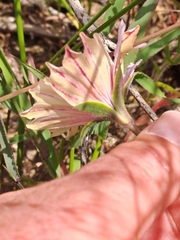 Monsonia speciosa