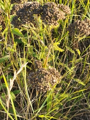 Achillea millefolium borealis