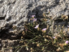 Psammophiliella muralis