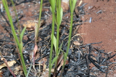 Lobelia erinus