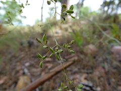 Bupleurum rigidum