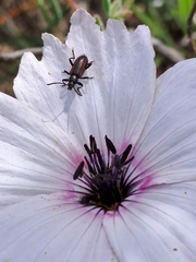 Neoeutrapela