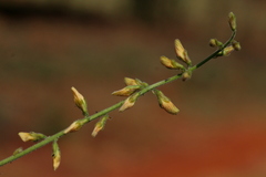 Rhynchosia minima