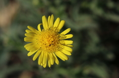 Felicia mossamedensis