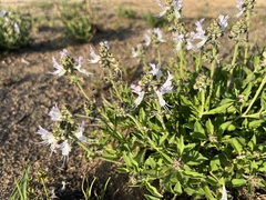 Ocimum obovatum