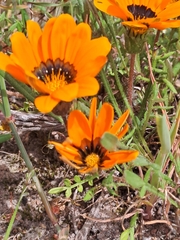 Gazania pectinata