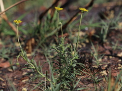 Felicia mossamedensis