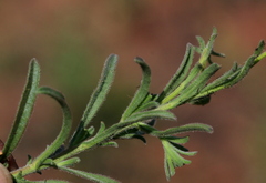 Felicia mossamedensis