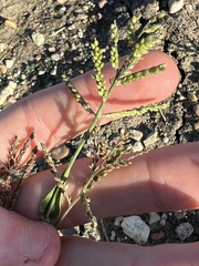 Urochloa reptans