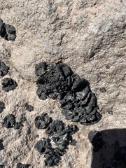 Lichinaceae