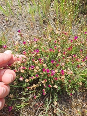 Lampranthus