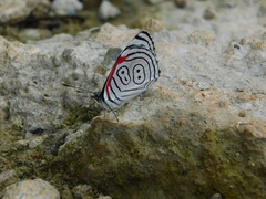 Diaethria anna