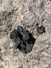 Lichinaceae