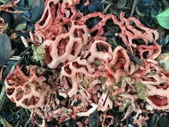 Clathrus ruber