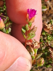Lampranthus