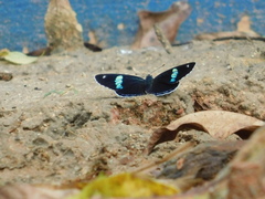 Diaethria anna