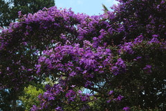 Tibouchina