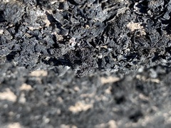 Lichinaceae