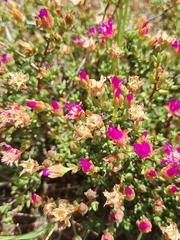 Lampranthus