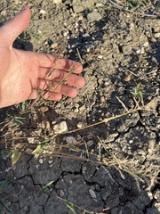 Urochloa reptans