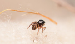 Chalcoscirtus diminutus