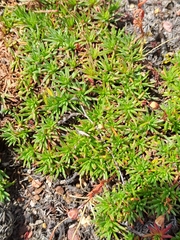 Limonium kraussianum