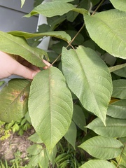 Juglans nigra